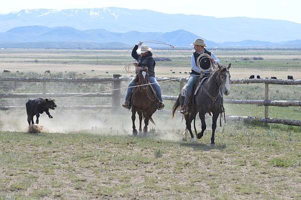 barrel-quarter-horse