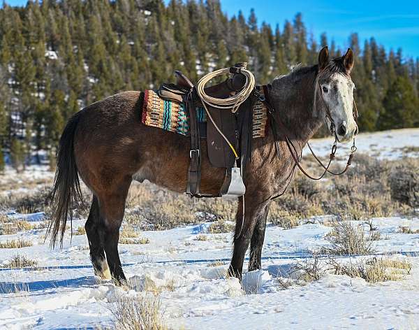 calf-roping-quarter-horse