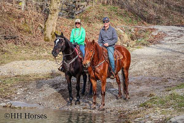 all-around-quarter-horse