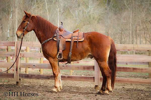 draft-quarter-horse