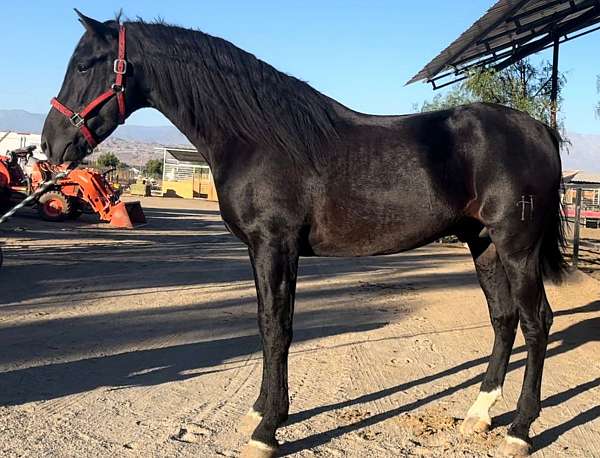 dressage-andalusian-horse