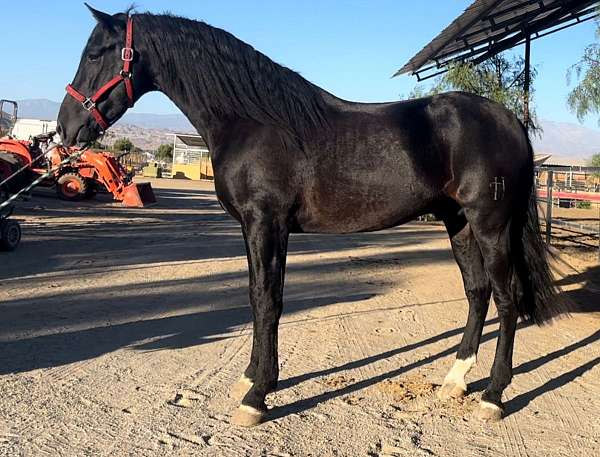 working-equitation-andalusian-horse