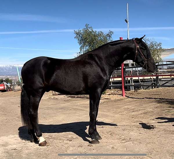 caballo-andalusian-horse