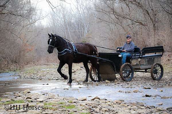 trail-rid-percheron-horse