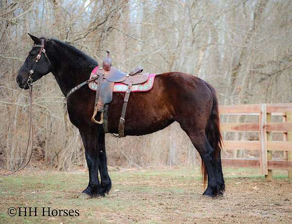 all-around-percheron-horse