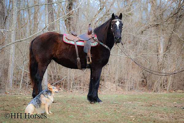 athletic-percheron-horse