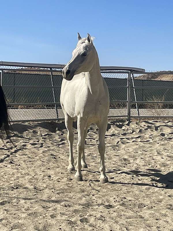 arabian-pony-for-sale