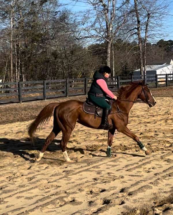 pleasure-show-thoroughbred-horse