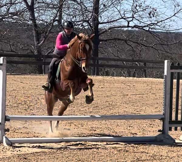 all-arounder-belgian-warmblood-horse