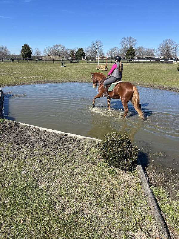 beginner-safe-belgian-warmblood-horse