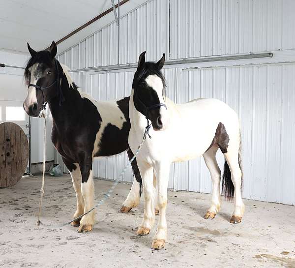 draft-gypsy-vanner-horse