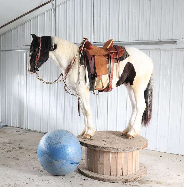 draught-gypsy-vanner-horse