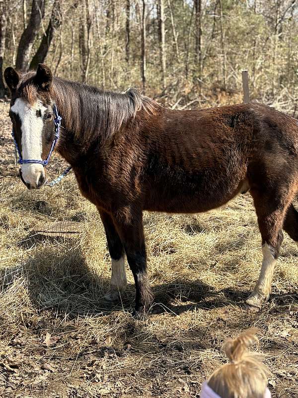 one-brown-spot-above-left-eye-in-blaze-horse