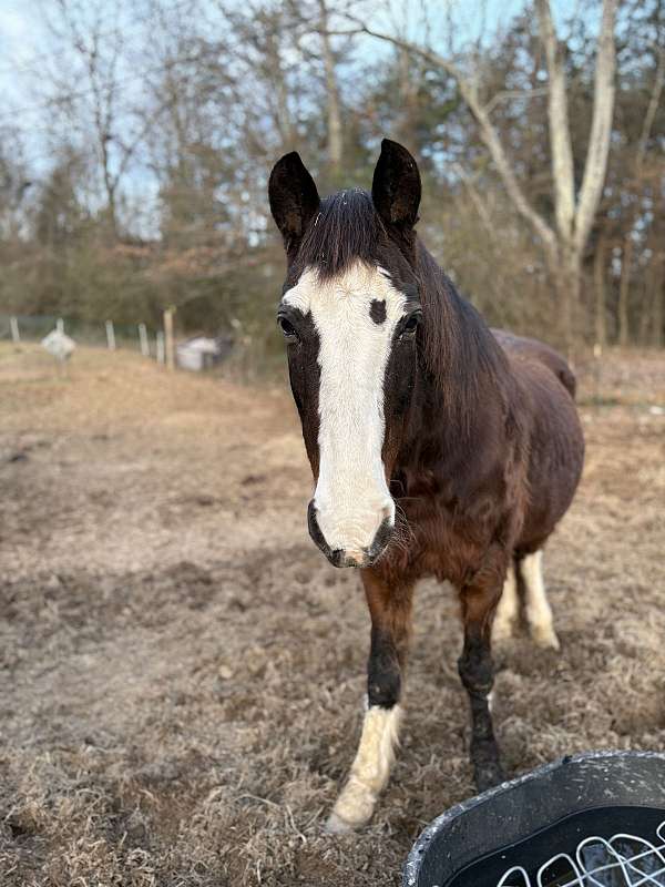 bay-large-white-blaze-horse