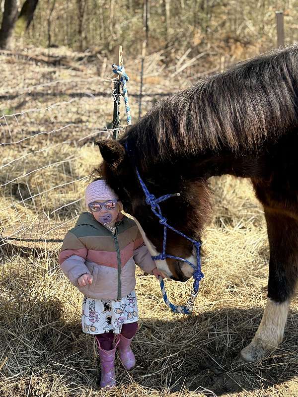 bay-one-brown-spot-above-left-eye-in-blaze-horse