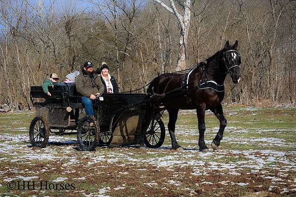 athletic-morgan-horse