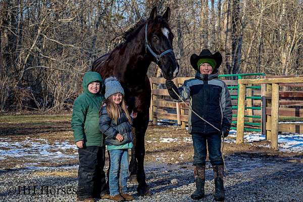 beginner-morgan-horse