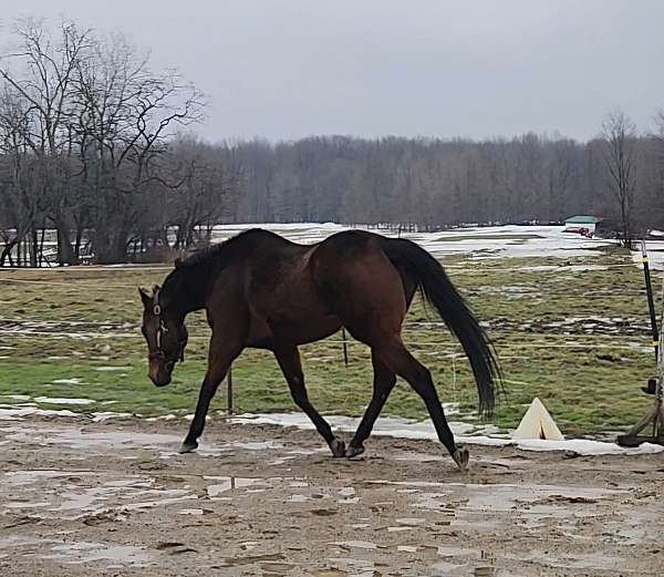 strait-thoroughbred-horse