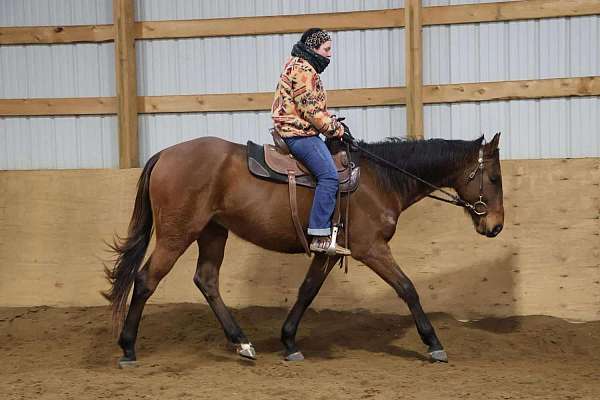 beginner-safe-quarter-horse