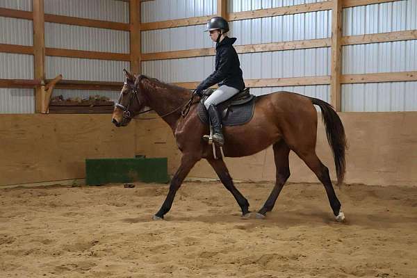 ranch-work-quarter-horse