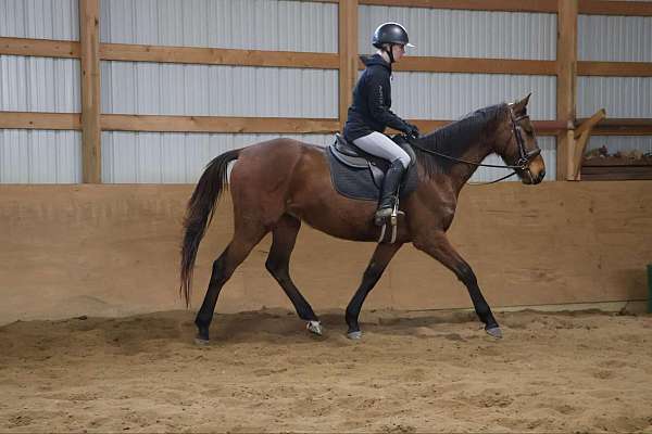 beginner-quarter-horse