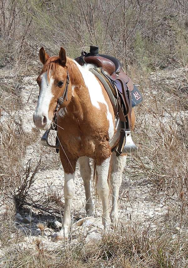 barrel-paint-horse