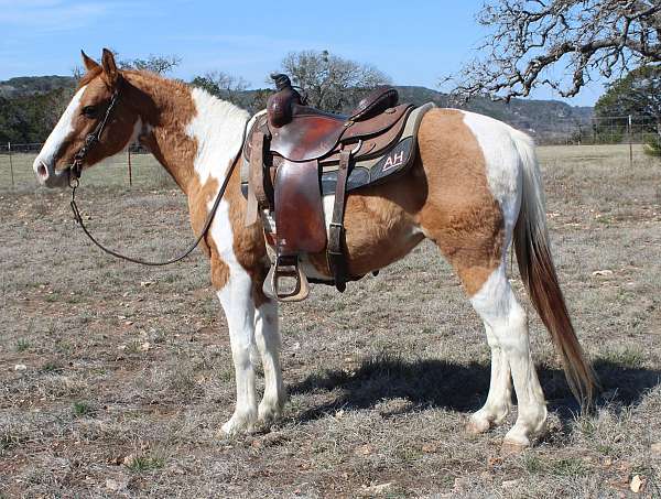 calf-roping-paint-horse