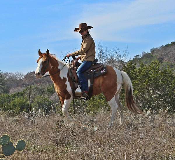 husband-safe-paint-horse