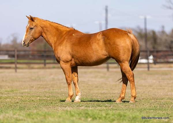 palomino-blaze-horse