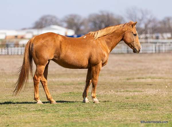 quarter-horse-palomino