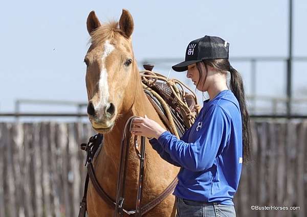 ranch-work-palomino-horse