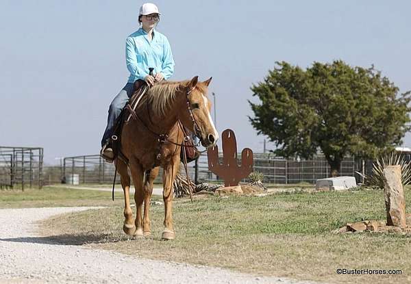 trail-palomino-horse