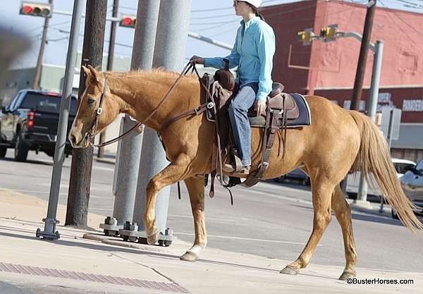 all-around-palomino-horse