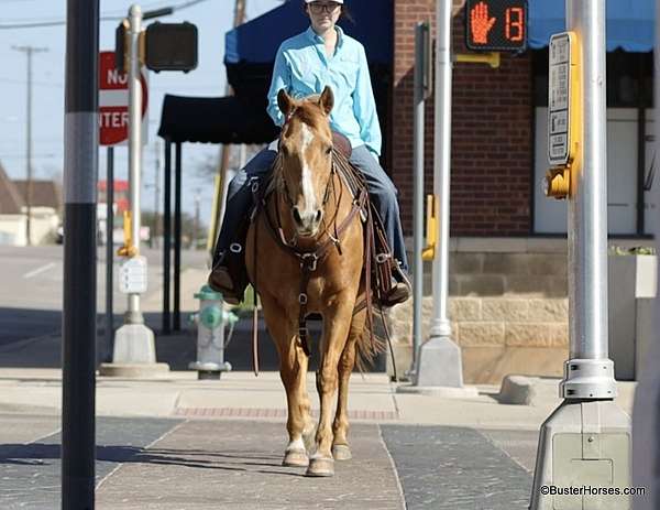 athletic-palomino-horse