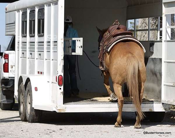 beginner-palomino-horse