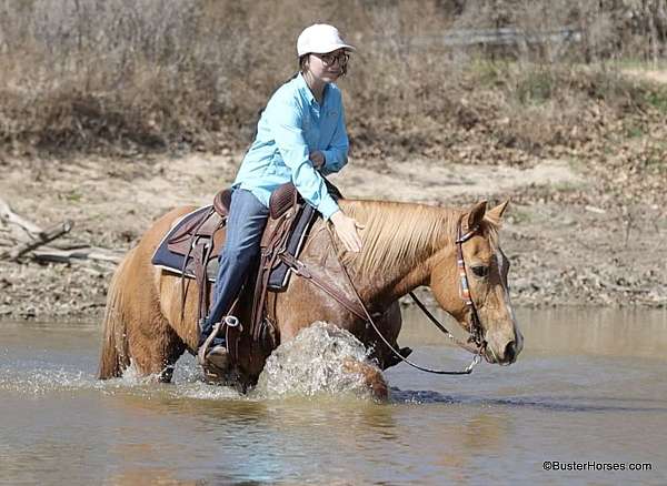 experienced-palomino-horse