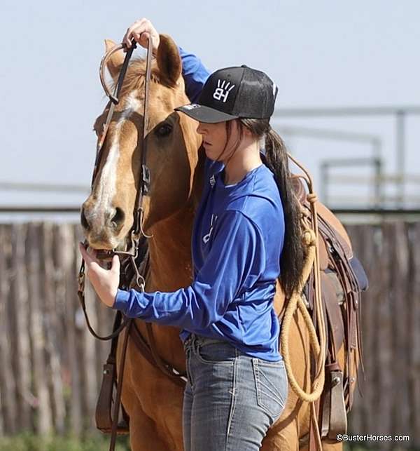 flashy-palomino-horse