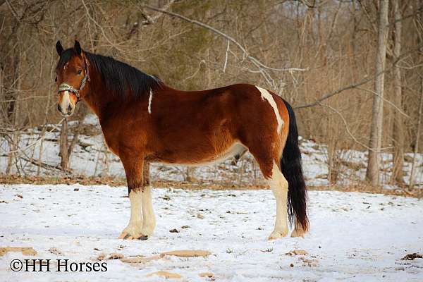 bay-tobiano-4-stockings-horse