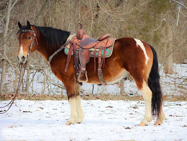 ranch-work-quarter-horse