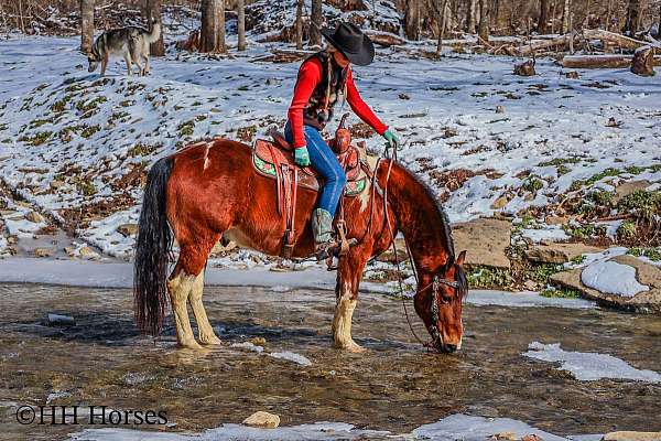 family-horse-quarter