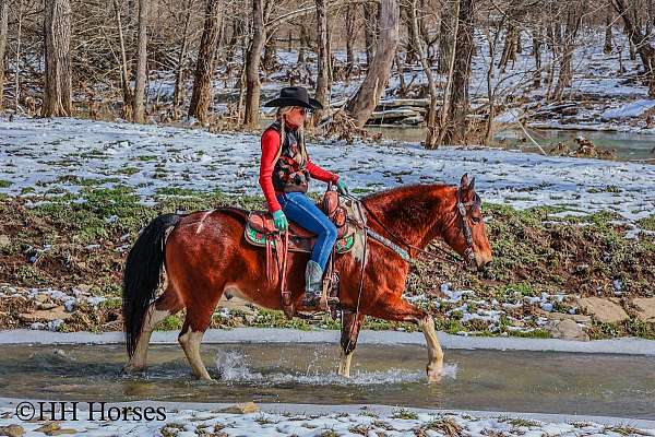 trail-quarter-horse