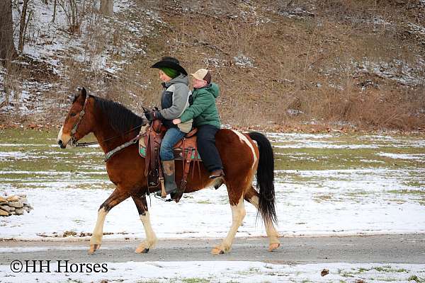 flashy-quarter-horse