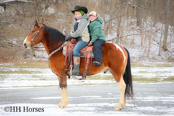 kid-safe-quarter-horse