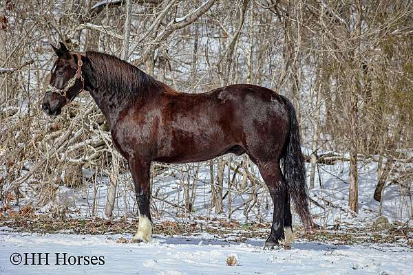 black-star-horse