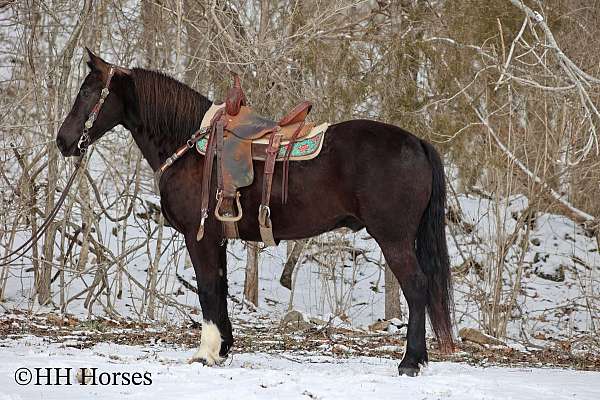 beginner-safe-quarter-horse