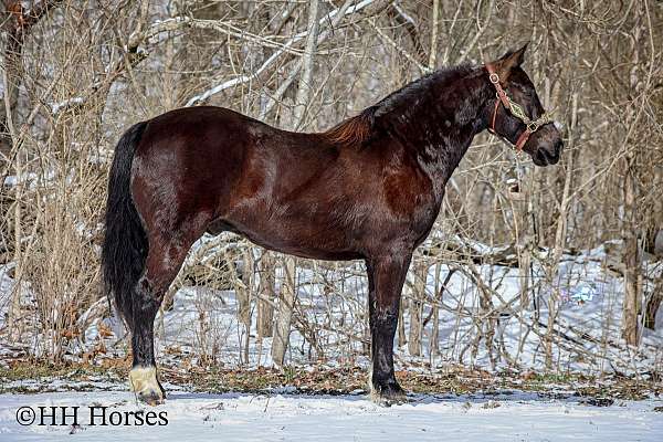 ranch-work-quarter-horse