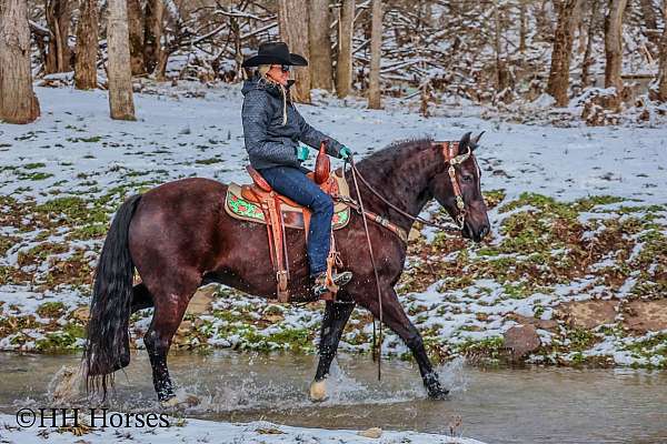 all-around-quarter-horse