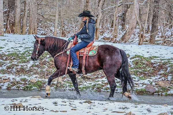 experienced-quarter-horse