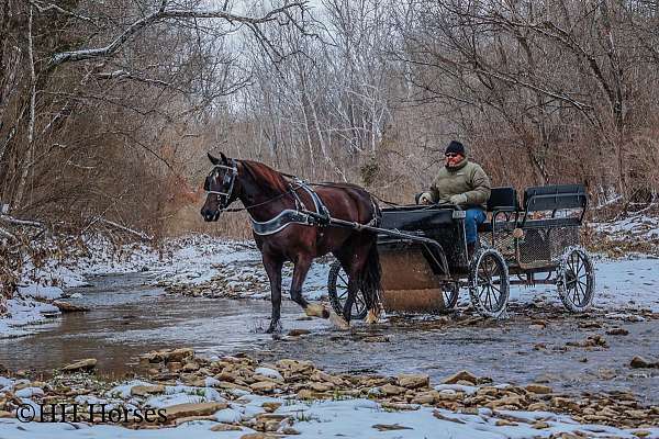 ranch-quarter-horse