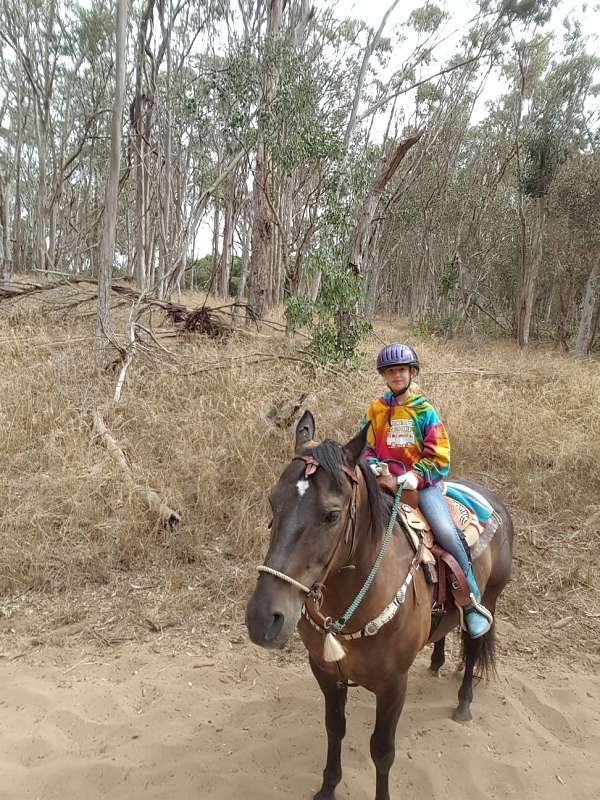 husband-safe-quarter-horse